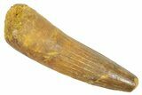 Fossil Spinosaurus Tooth - Feeding Worn Tip #363057-1